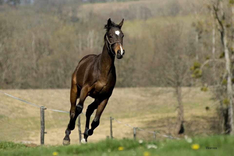 Animal equine pre