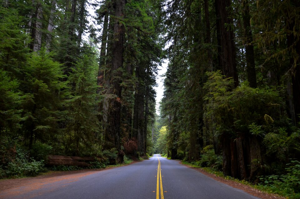 Sequoia trees ladybird johnson grove redwood national park