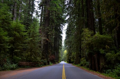 Sequoia trees ladybird johnson grove redwood national park