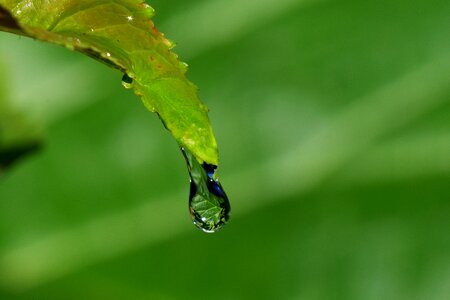 Macro rain dew photo