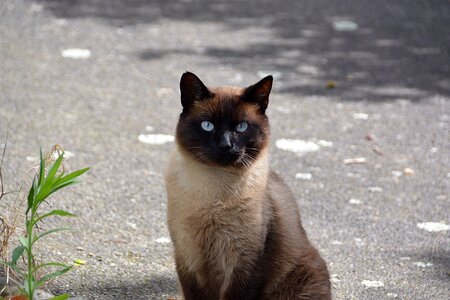 Animals animal cat eyes