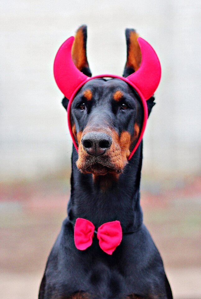 Dog carnival dress horns
