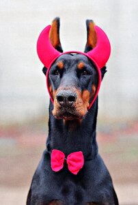 Dog carnival dress horns