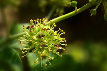 Nectar flowering macro