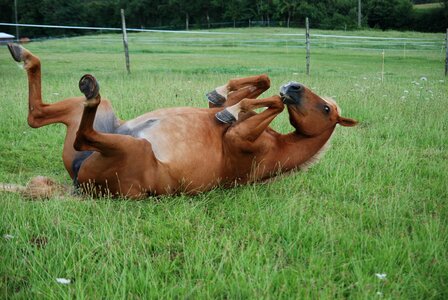 Animal equine pre