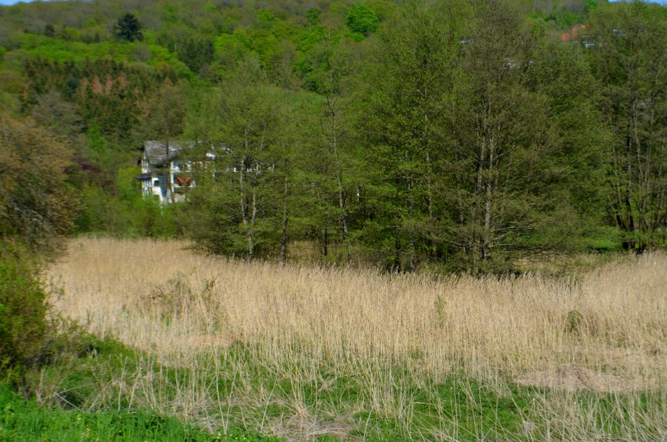 Tümpel an der Erbismühle (4)