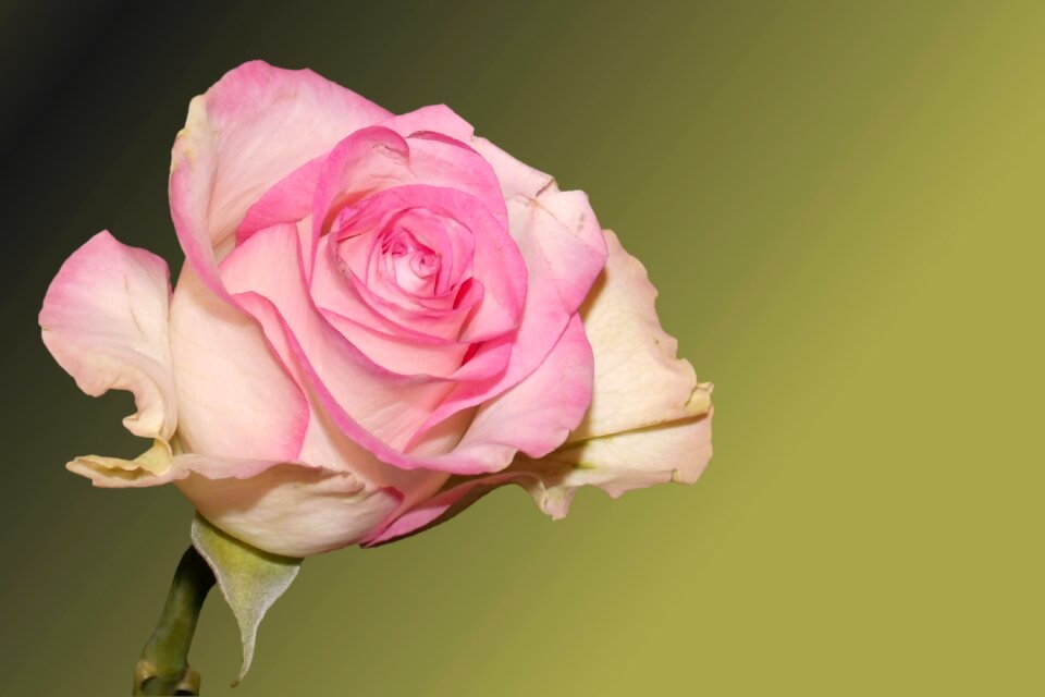 Rose pink rose floribunda