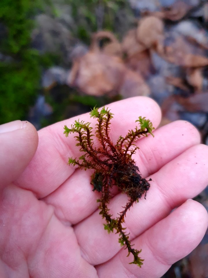 Syntrichia ruralis 107060872