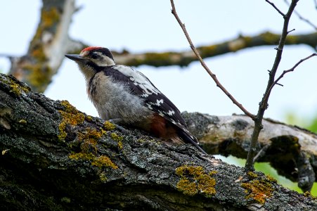 Syrian woodpecker (Dendrocopos syriacus)