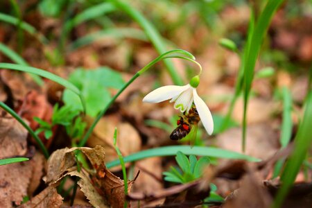 Spring nectar nature