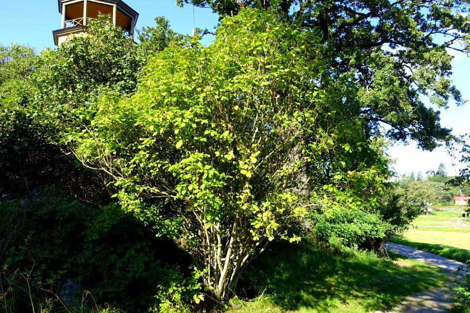 Syringa komarowii - Bergianska trädgården - Stockholm, Sweden - DSC00111