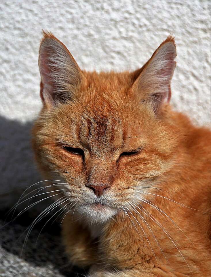 Red relaxation pet