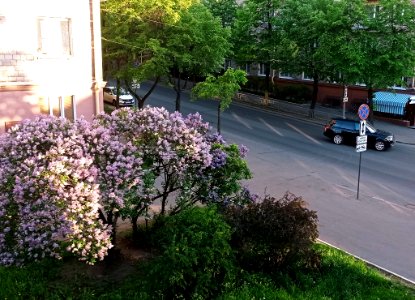 Syringa vulgaris (Petrozavodsk)