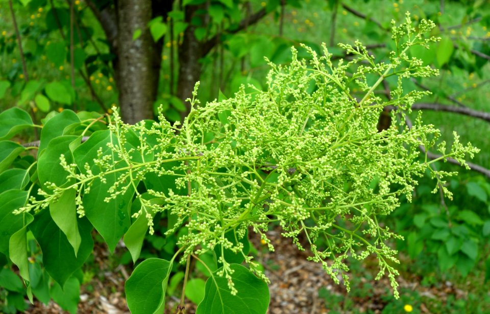 Syringa reticulata subsp. amurensis - Tyler Arboretum - DSC01852