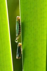 Leafhopper cicadella viridis small cigalle