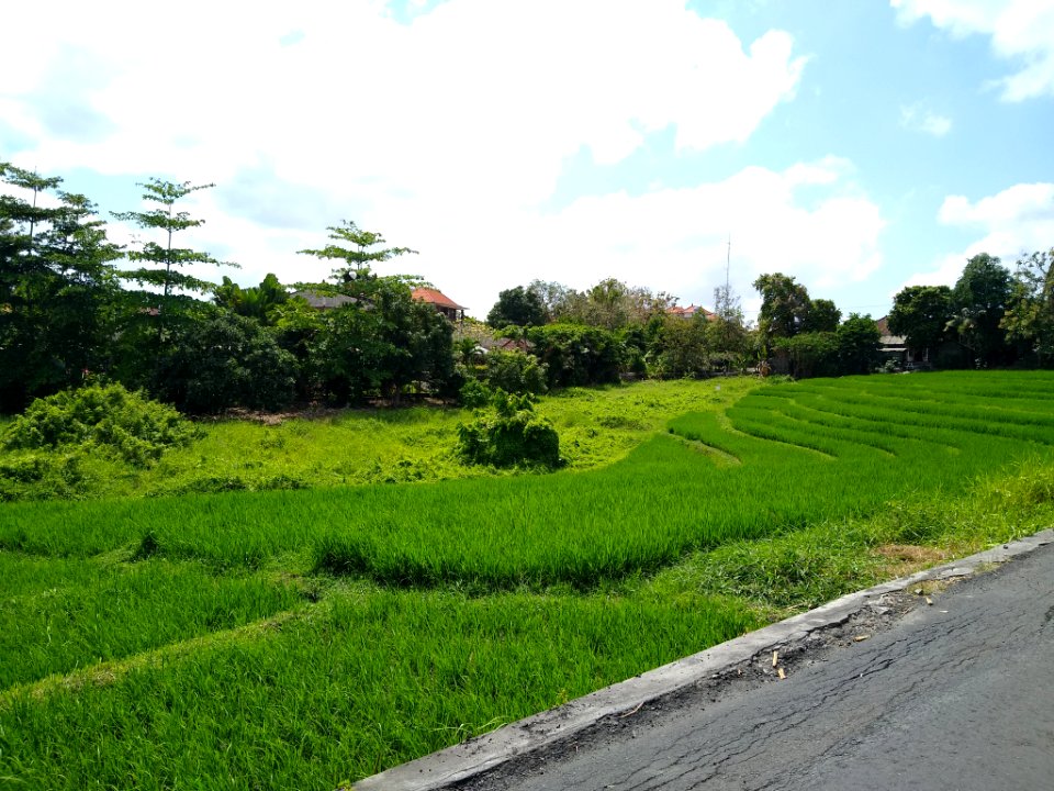 Terraced field in Canggu