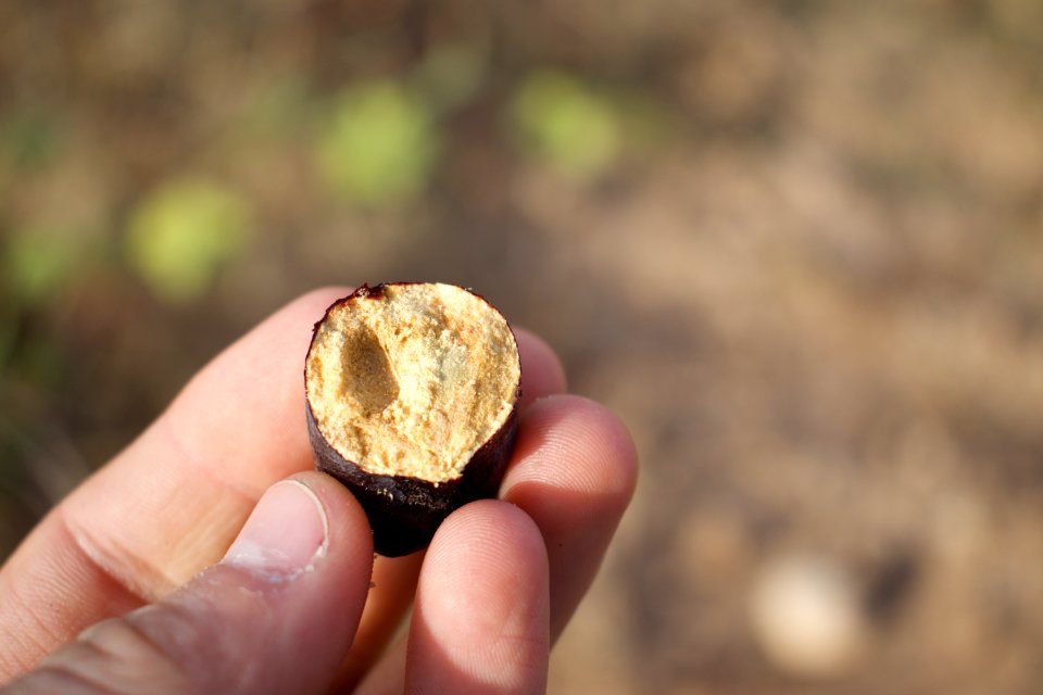 Syrian Mesquite in an olive orchard in Koye in the Arbil Governorate of the Kurdistan Region of Iraq 16