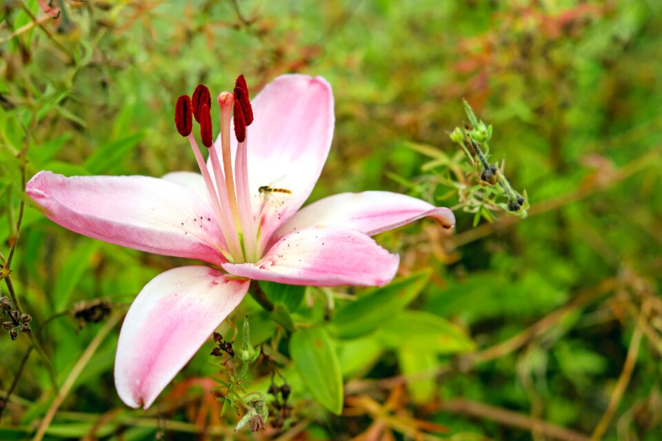 Bloom bloom plant