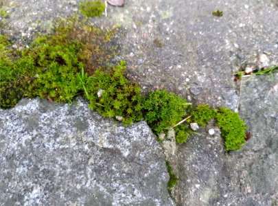 Syntrichia ruralis 107058040