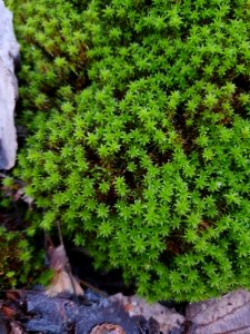 Syntrichia ruralis 107060860