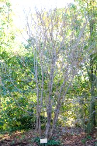 Syringa reticulata - Quarryhill Botanical Garden - DSC03297