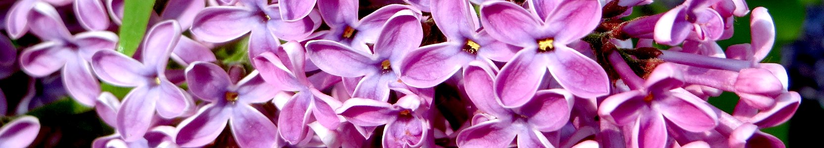 Syringa vulgaris. Vorleser