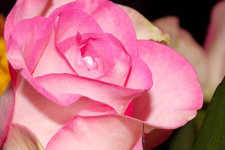 Rose pink rose floribunda photo