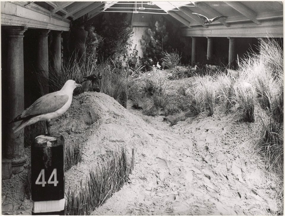 Tentoonstelling over de Kennemerduinen in de Vishal aan de Grote Markt. NL-HlmNHA 54010744