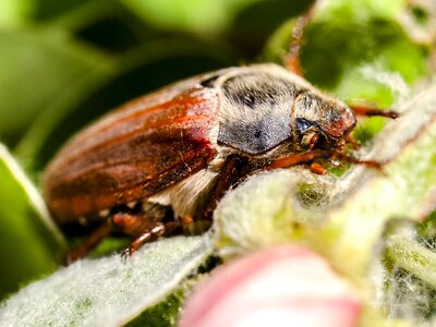 Insect nature animal