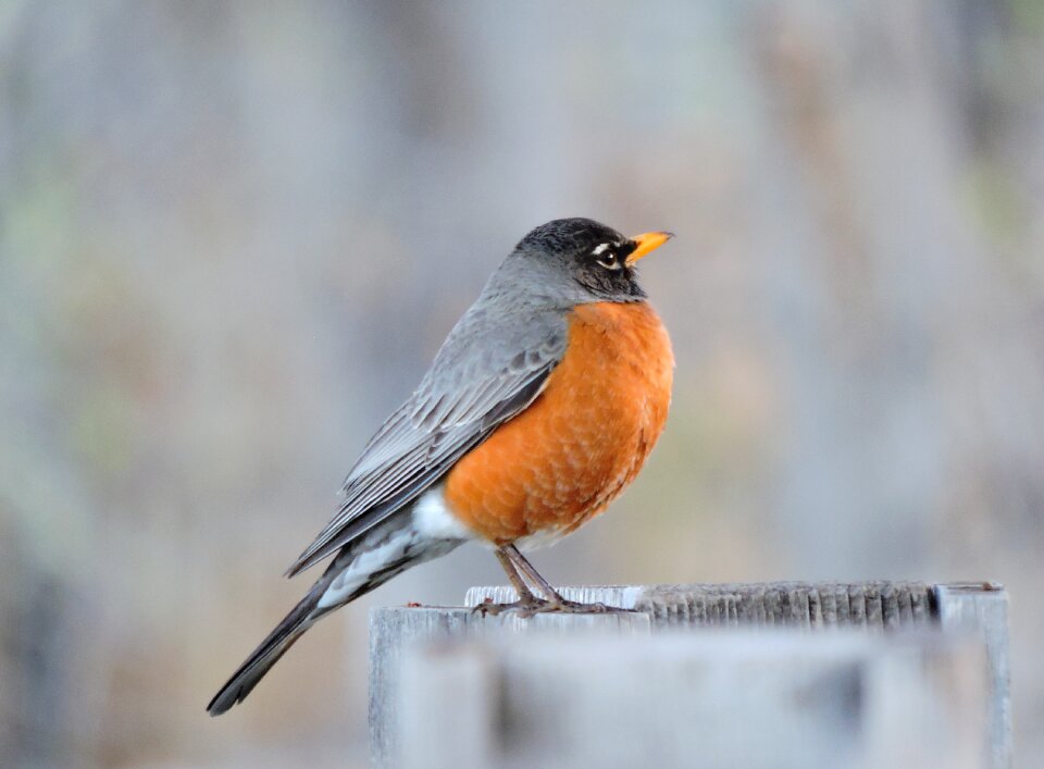 Bird wildlife american
