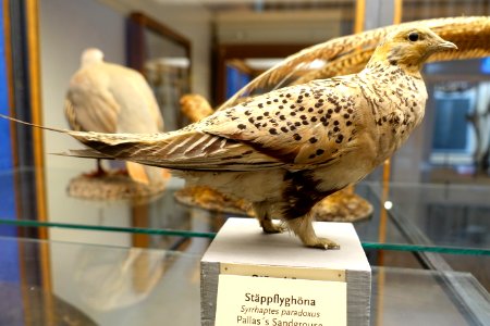 Syrrhaptes paradoxus - Swedish Museum of Natural History - Stockholm, Sweden - DSC00622