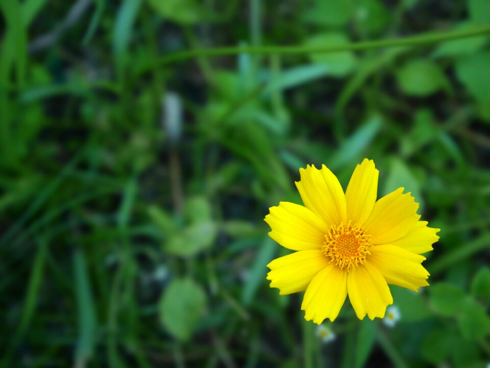 Nature summer botanical