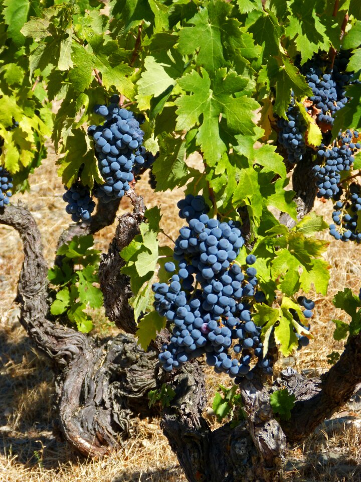 Garnatxa vineyard slate