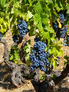 Garnatxa vineyard slate