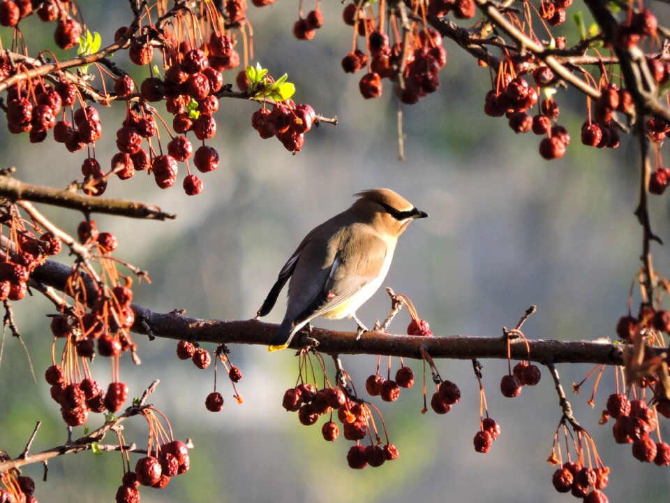 Nature berry branch