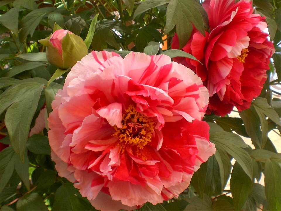 Flower blossom bloom