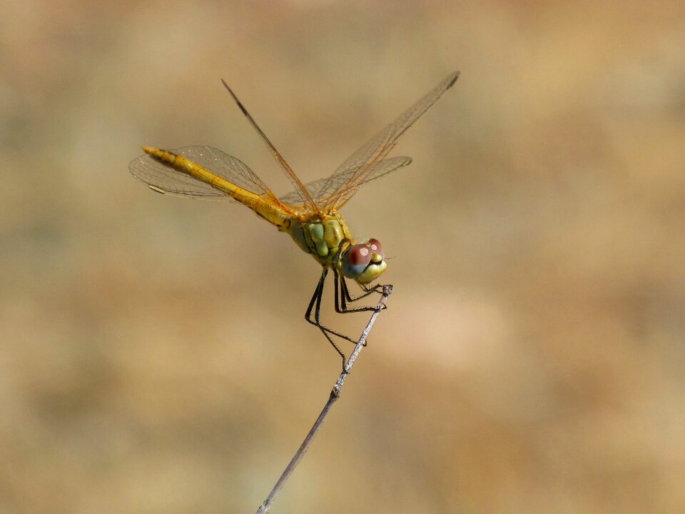 Branch winged insect detail