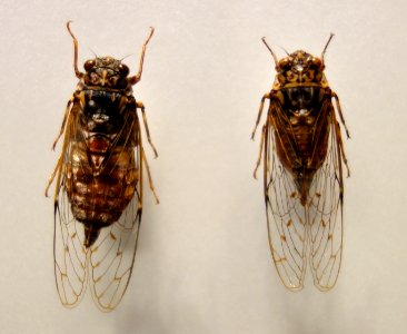 Terpnosia nigricosta - National Museum of Nature and Science, Tokyo - DSC06842
