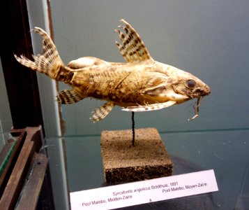Synodontis angelicus - Royal Museum for Central Africa - DSC06874