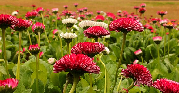 Chandigarh floral nature photo