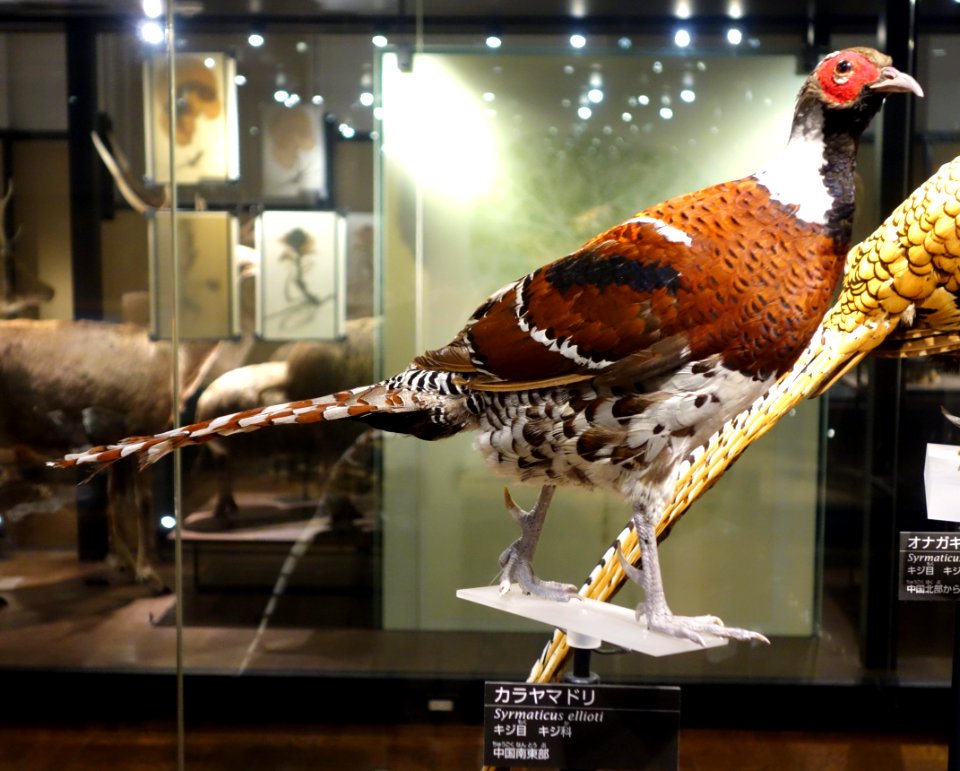 Syrmaticus ellioti - National Museum of Nature and Science, Tokyo - DSC07026