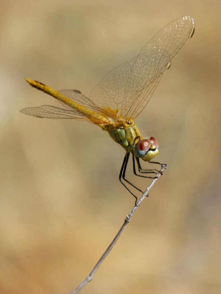 Branch winged insect detail