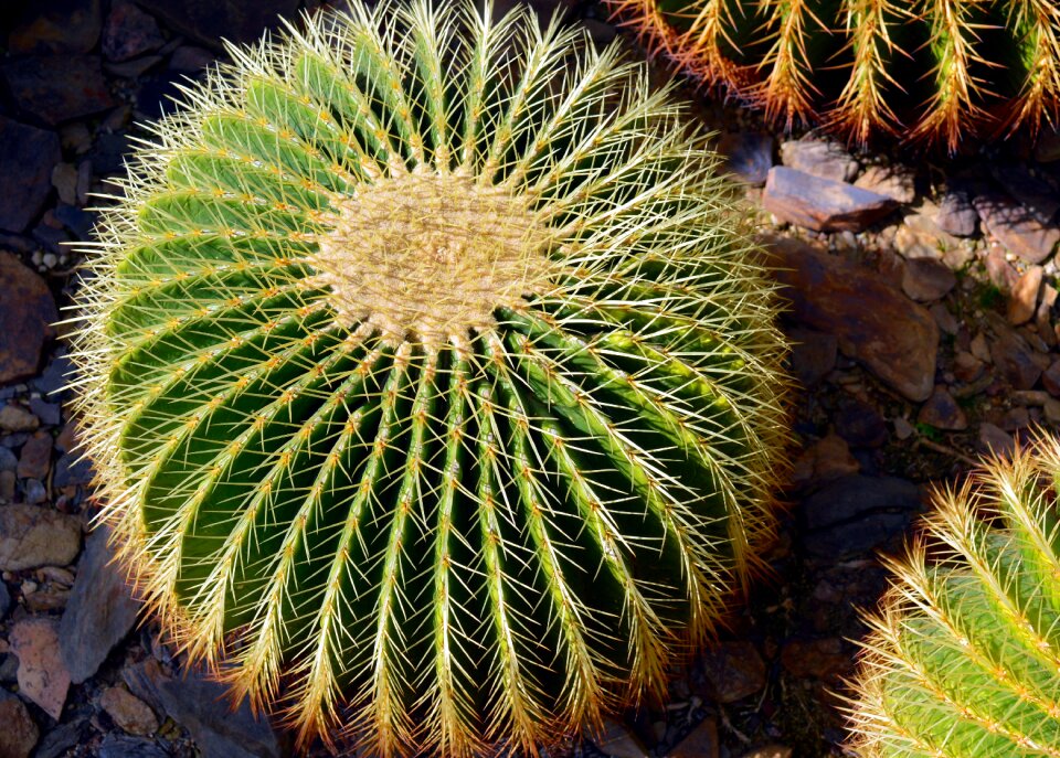 Cactus greenhouse prickly close up