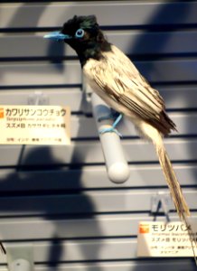 Terpsiphone paradisi - National Museum of Nature and Science, Tokyo - DSC07287