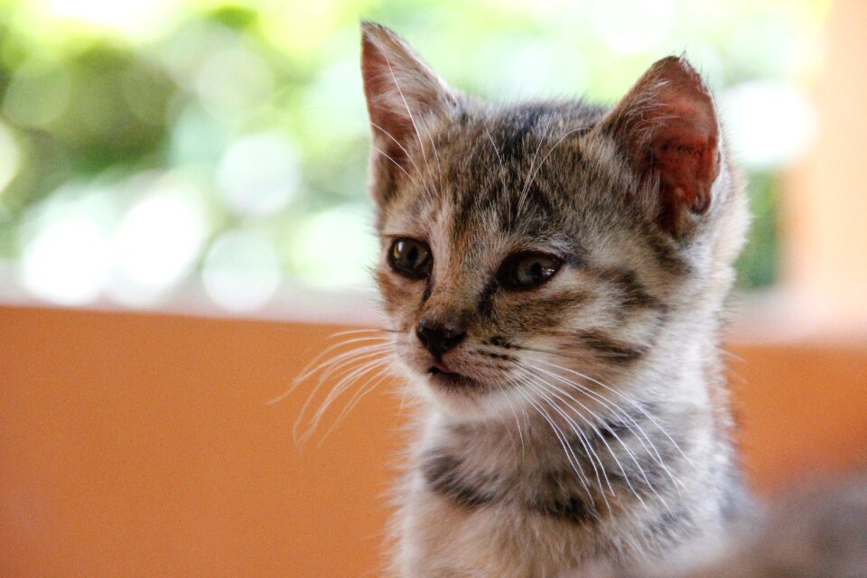 Cute pet domestic cat