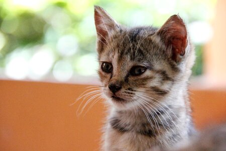 Cute pet domestic cat