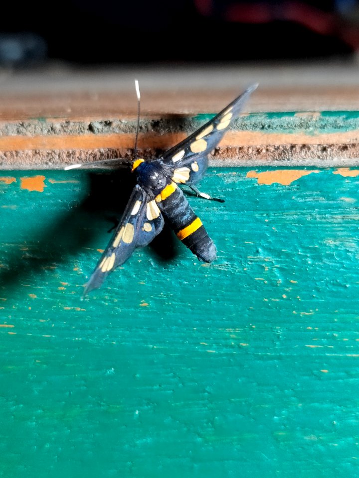 Syntomoides imaon, the handmaiden moth