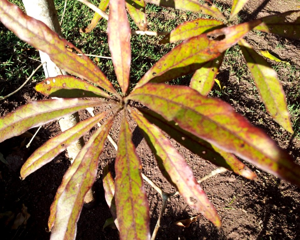 Terminalia bentzoe - Benjoin - Mauritius 1