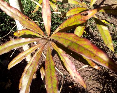 Terminalia bentzoe - Benjoin - Mauritius 1