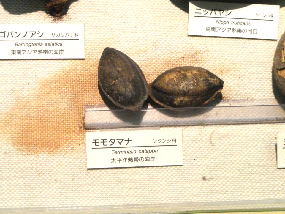 Terminalia catappa - Osaka Museum of Natural History - DSC07826